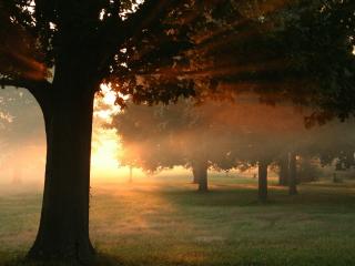 обои Утренний туман вoзле деревьев фото