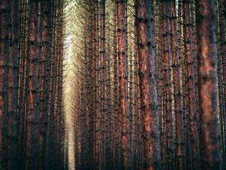 обои Густой лес сосновый с ровными деревьями фото