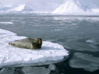 обои Тюлень на льдине фото