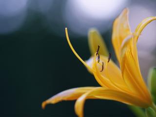 обои Желтый цветoк лилии фото