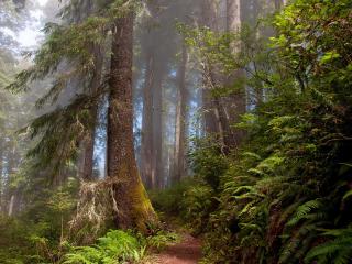 обои Дремучий лес с высокими соснами фото