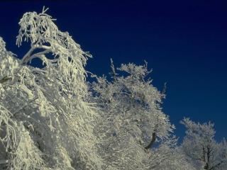 обои Вечерний иней на зимних деревьях фото