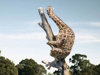 обои На дереве жираф фото