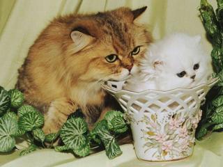 обои Кошечка и котёнок фото