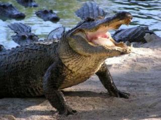 обои Зубастый крокодил фото