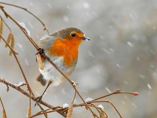 обои Птичка,   снег и веточка фото