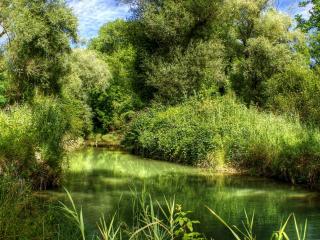 обои Летняя речка среди густой растительности фото