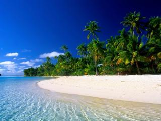 обои Пальмовый берег с белым песком фото