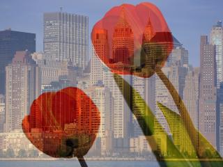 обои На фоне горада два тюльпана фото