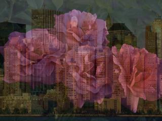 обои На фоне горада серенивые розы фото