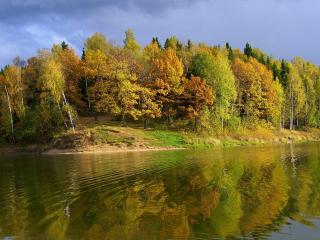 обои Осенний березовый лес на берегу фото