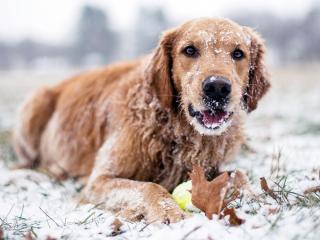 обои Пес весь в снегу фото