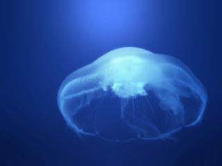 обои Большая медуза фото