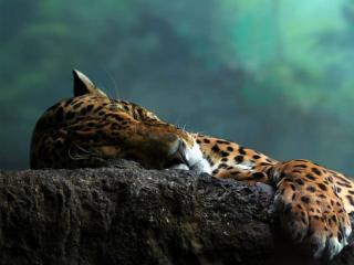 обои для рабочего стола: Спящий леопард