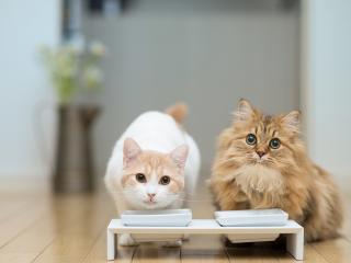 обои Две кошки на обеде фото
