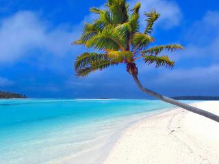 обои Одинокая пальма на берегу с белым песком фото