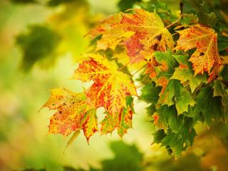обои Осень красками украсила листву фото