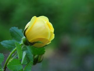 обои Нежная жёлтая роза фото