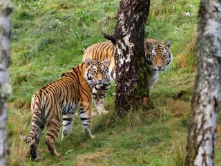 обои У дерева два красавица тигра фото