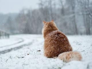 обои Кот и зимняя дорога фото
