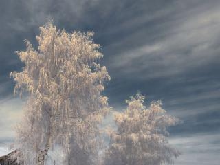 обои Морозная сказка на зимних деревьях фото