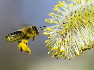 обои Пчела с пыльцой фото