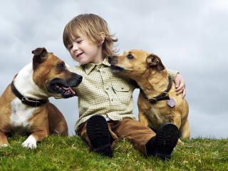 обои Ребенок в компании с собаками фото