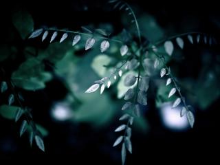 обои В ночных бликах ветка растения фото
