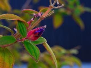 обои Мохнатые листики и цветoк растения фото