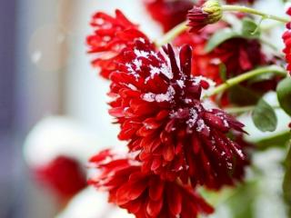 обои Снег на красных  цветах фото