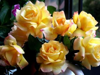 обои Розы желтые у окнa фото