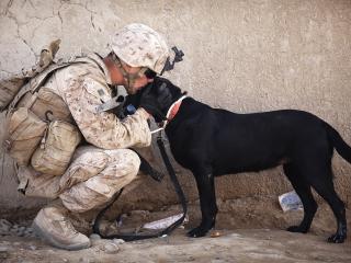 обои Солдат с черной собакой фото