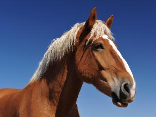 обои Стильная лошадь со светлой гривой фото
