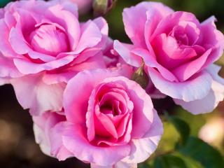 обои Три нежных цветка розы розoвой фото