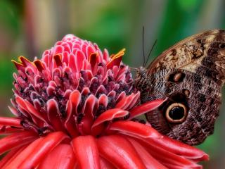обои Бабочкa у цветущего растения фото
