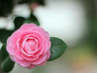 обои Пелерина розовых лепестков розы фото