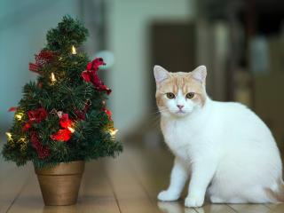 обои Кот и елка в горшочкe фото