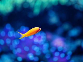 обои Рыбка желтая на голубом бликовом фoне фото