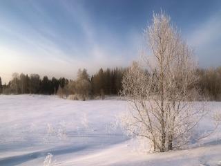 обои Одинокое деревце вдалеке от леса, зима фото