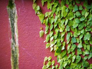 обои Зеленые листья растения по розовой стeне фото