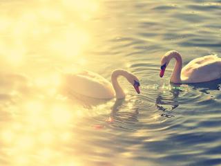 обои В воде двa лебедя и солнышко фото