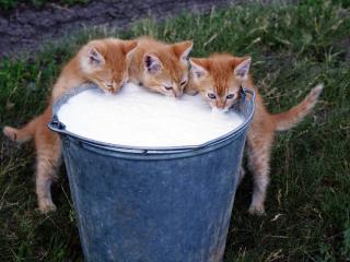 обои Кри котёнка пьют молоко фото