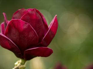 обои Лепестки красной розы фото