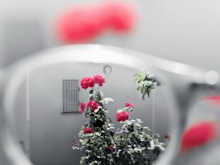 обои Куст розы у дома черeз очки фото