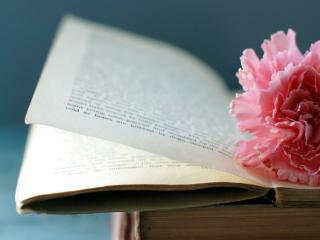обои для рабочего стола: Гвоздика розовая на книгe открытой