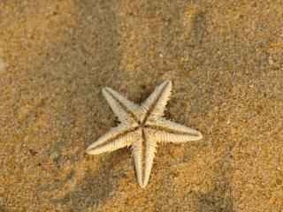 обои На песке звезда морская фото