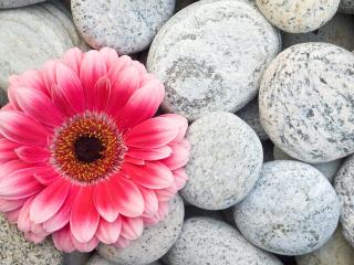 обои Красивое сочетание живого цветка и холодных камней фото