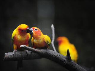 обои Три желтых попугая фото