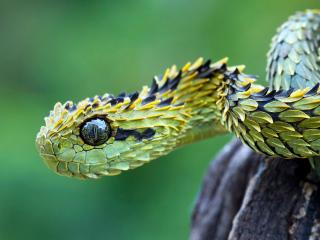 обои Зеленая змея с чешуйками фото