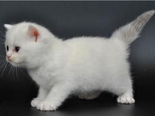 обои Белоснежный котенок фото